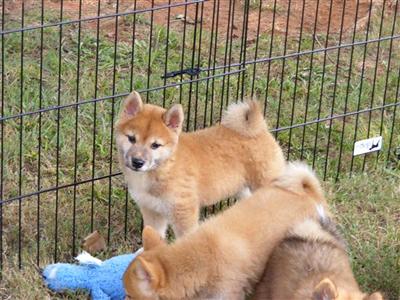 Dogs for Sale in GA